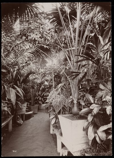 Plants in a Greenhouse at the Helen Gould Estate at Tarrytown, New York by Byron Company